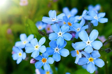 Forget-Me-Nots are quite easy to grow regardless of where in the world you are located, provided that they have humus-rich soil, partial shade and good drainage, along with regular watering. Their favourite conditions are within a temperate climate, where it’s not too hot or cold, but gardeners around the world have found success planting ...